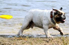 Watch how cute they are trying to win each other. These 13 Dog Breeds Are The Worst Swimmers