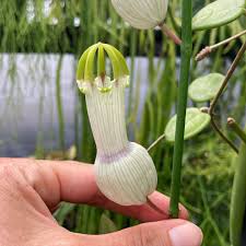 Image result for Ceropegia gracilior