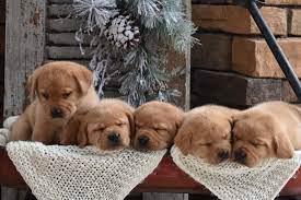 Maybe you would like to learn more about one of these? Briar Hill Labradors Briar Hill Labs English Labradors Roaring Spring Pa