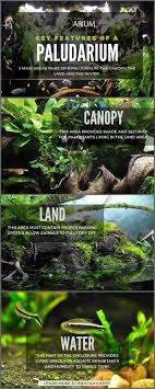 Paludarium Complete Care Guide How To Build Bantam Earth Reptile Terrarium Nature Aquarium Aquascape Aquarium
