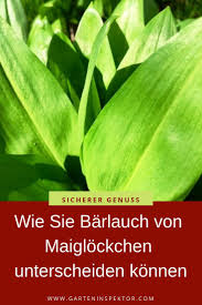 Anhand einiger weniger unterschiede kannst du jedoch einfach den bärlauch erkennen und ihn von anderen pflanzen wie maiglöckchen oder herbstzeitlosen unterscheiden. Nie Mehr Barlauch Und Maiglockchen Verwechseln Barlauch Barlauch Maiglockchen Maiglockchen