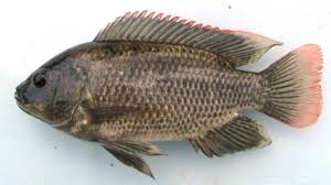 Beberapa ikan air tawar seperti arwana, selain populer juga memiliki harga yang cukup mahal. Nama Nama Ikan Air Tawar Di Malaysia 89 Jenis Ikan Yang Cocok Diletakkan Di Aquascape Seruni Id Jevt Online