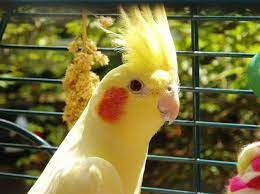 We did not find results for: What Do Cockatiels Eat For Treats Cockatiel Treats Homemade
