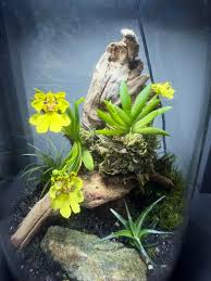 Image result for Psydrax richardsiae