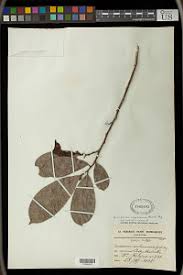 Image result for Antidesma vogelianum