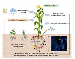 Climate change, intercropping, pest control and beneficial microorganisms издательство: A Review On The Plant Microbiome Ecology Functions And Emerging Trends In Microbial Application Sciencedirect