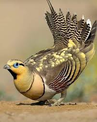 Pin De Renee Umansky En Aves Aves Raras Aves Pajaros Aves Exoticas