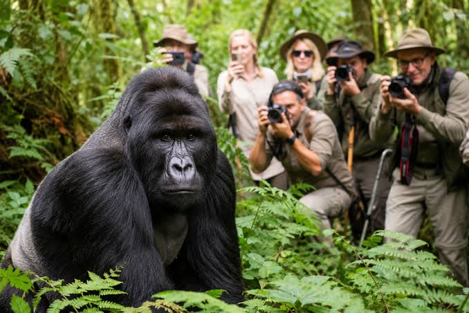 Mountain gorilla encounter Rwanda
