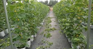 Cara tanam rock melon fertigasi. Diari Projek Fertigasi Rock Melon Psis Musim Ke 2 Siri 3 Coretan Anuar