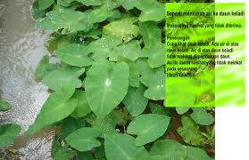 Check spelling or type a new query. Seperti Mencurah Air Di Daun Keladi