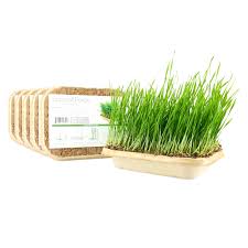 Growing wheat grass at home is so easy and inexpensive. 49 Wheatgrass Benefits Everything You Need To Know