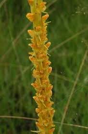 Image result for Disa aconitoides