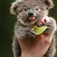 Coffee machine brands australia fires and koala bears as pets. Best 25 Deals For Koala Tops Poshmark