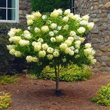 These enormous blooms change color. Hydrangea Limelight 100 120cm Lollipop Standard Tree Garden Plants