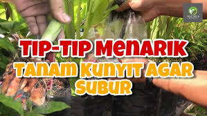 Langkah 1 pertama pastikan pokok daun sup yang dibeli daunnya segar dan berakar. Cara Tanam Daun Sup Dari Keratan Batang Youtube