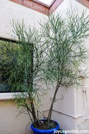 Cacti can be propagated in several ways. Pencil Cactus Pruning Pruning A Large Euphorbia Tirucalli