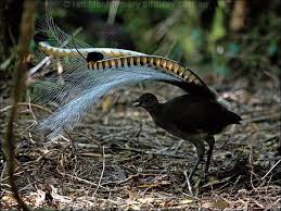 Bird That Sounds Like A Car Alarm Canada Superb Lyrebird Birds Animals Australian Birds