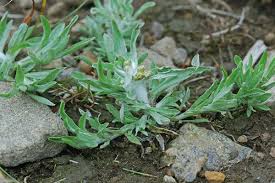 Image result for Gnaphalium