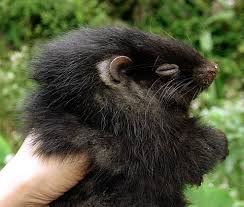 Giant cloud rats belong to. Giant Bushy Tailed Cloud Rat Animal Database Fandom