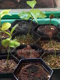 Image result for Tabernanthe