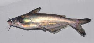 Blue Catfish