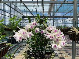 Kiếm hoàng đại đế ngọc lan viên của hiệp sĩ tầm lan trần tuấn tại 181 đình thôn, nam từ liêm, hà nội. Lan Phi Ä'iá»‡p 5ct Ho Máº·t Hoa Va Than La Tham Kháº£o Lan Ä'á»™t Biáº¿n