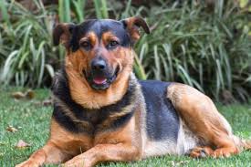 Feed your dog a nutritious diet and make him housetrain right away. The German Shepherd Rottweiler Mix Breed Guide Animal Corner