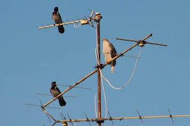 Tierspuren zum ausdrucken kostenlos : Wilde Tiere In Der Stadt Pindactica