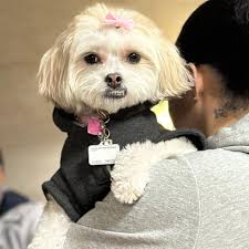 Shichon Teddy Bear Puppy Family