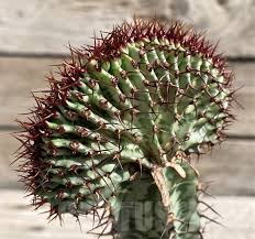 Image result for Euphorbia confinalis