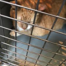 Staff is curteous and you feel welcome. Photos At One Love Animal Hospital Bay Ridge Brooklyn Ny
