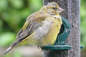 From buying specialized feeders to easy, quick tricks, it is possible to keep squirrels from taking advantage of your buffet without birds. Clean Clean Clean To Halt Winter Bird Diseases Birdguides