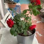 Düğümlü açma tarifi nasıl yapılır? Hulya Duyar Hulyaduyar Instagram Photos And Videos