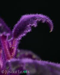 Image result for Gynura