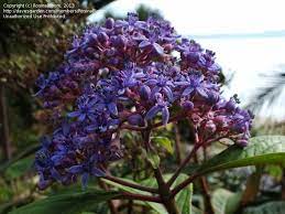 Plantfiles Pictures Blue Evergreen Hydrangea Chinese Quinine Dichroa Febrifuga By Rosinabloom Evergreen Hydrangea Planting Flowers