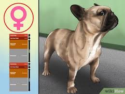 Servicing the san antonio area with. How To Breed French Bulldogs 14 Steps With Pictures Wikihow