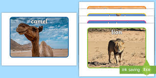 Kaboobie the flying camel thingiverse. Desert Animals Display Photos Primary Resources