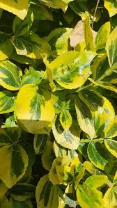 Image result for Euonymus fortunei