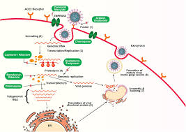 It was first identified in december 2019 in wuhan,. Frontiers Combating The Pandemic Covid 19 Clinical Trials Therapies And Perspectives Molecular Biosciences