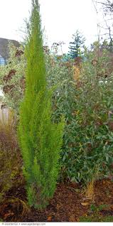 Image result for Cupressus sempervirens