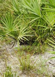 Image result for Aristida congesta