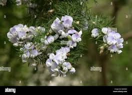 Image result for Psoralea