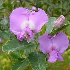 Image result for Podalyria