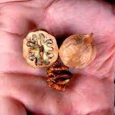 Carya ovata southern and over 1000 other quality seeds for sale. Buy Shagbark Hickory Tree From Ty Ty Nursery