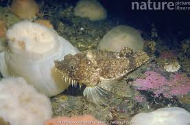 Image result for Monanthotaxis poggei