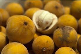 We did not find results for: 29 Gambar Buah Buahan Segar Jenis Jenis Ciri Ciri Dan Penjelasan