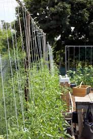 For a two stem setup like i have on the first picture, you let the tomato plant get some height and biomass to it, then you prune off all of the suckers except for. How To String Train Tomatoes New Way To Stake Tomatoes