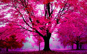 Tons of awesome pink backgrounds for computer to download for free. Pink Wallpaper For Computer