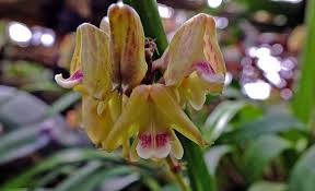 Image result for Polystachya galeata