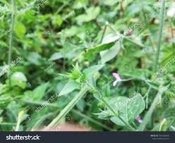 Image result for Dicliptera paniculata